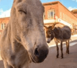 Cripple Creek Nonprofit Sponsor