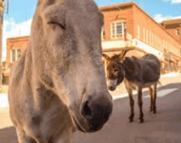 Cripple Creek Marketing