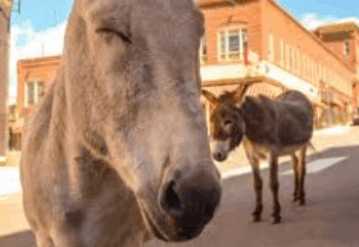 Cripple Creek Marketing