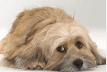 American Humane